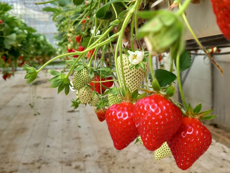 L'équipe France UVC / Vector Systems installe des générateurs d'eau ozonée dans la région Grand Ouest France pour faire de vos plantations les meilleures du monde !