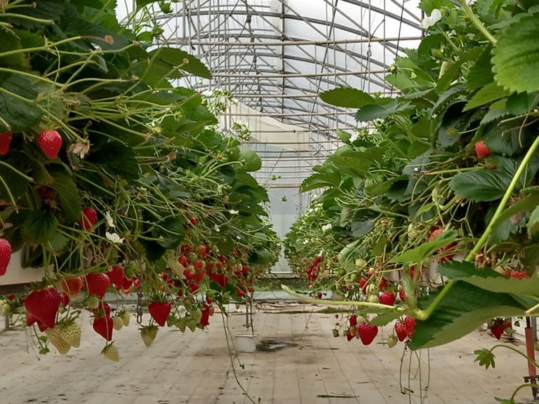 Producteur de fraises dans le Grand Ouest : plants irrigué avec un générateur d'eau ozonée ZONO SISTEM